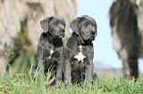 CANE CORSO 386